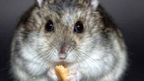 Stirbt anzeichen hamster Hamster tot